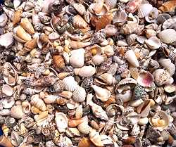 Small beach mix, Aquarium, Decoration