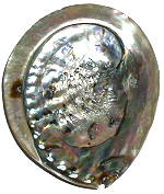 Haliotis Midae shell natural