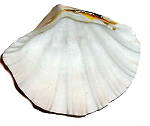 Polished Clam shell