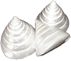 Mother of Pearl shells