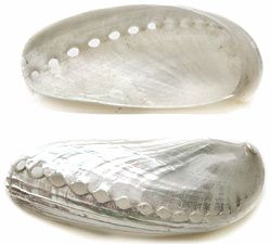 Assinina Priz shells