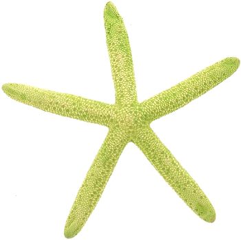 Starfish