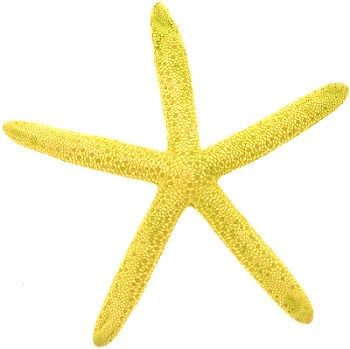 Starfish