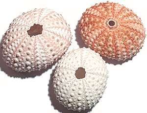 Urchins