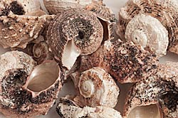 Turbo Hermit Crab