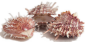BARBATUS PINK/WHITE