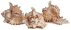 Murex Ramosus shell aquarium decoration